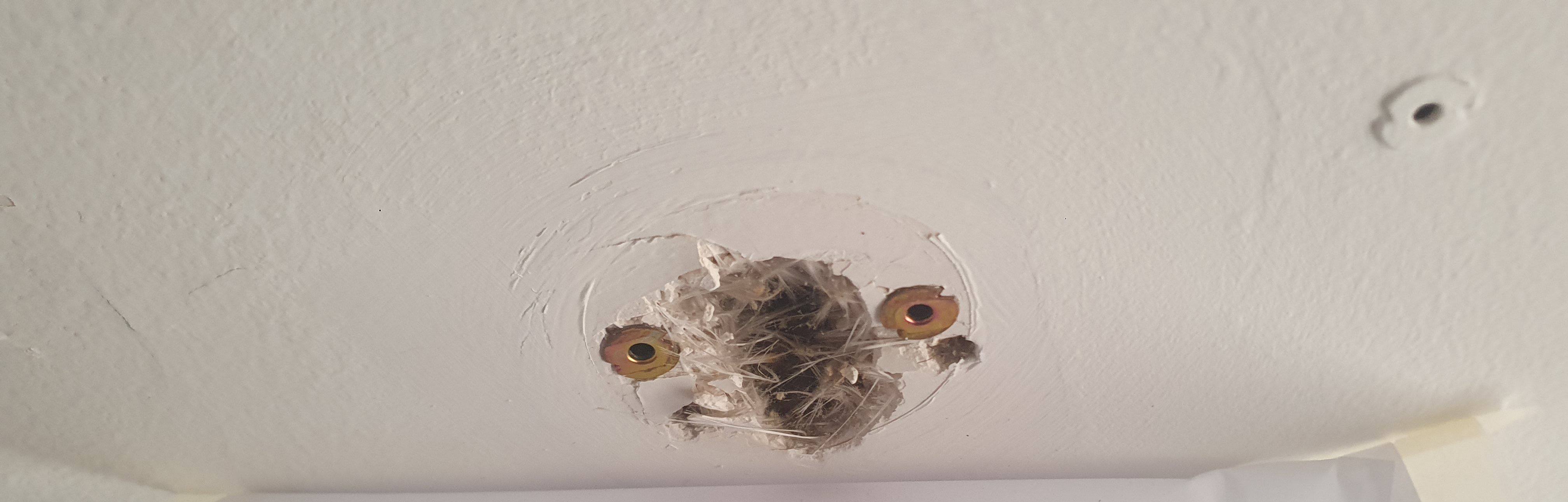 How to fix chipped wall paint and hole i... Bunnings community