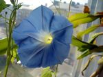 Morning_Glory_Flower.jpg