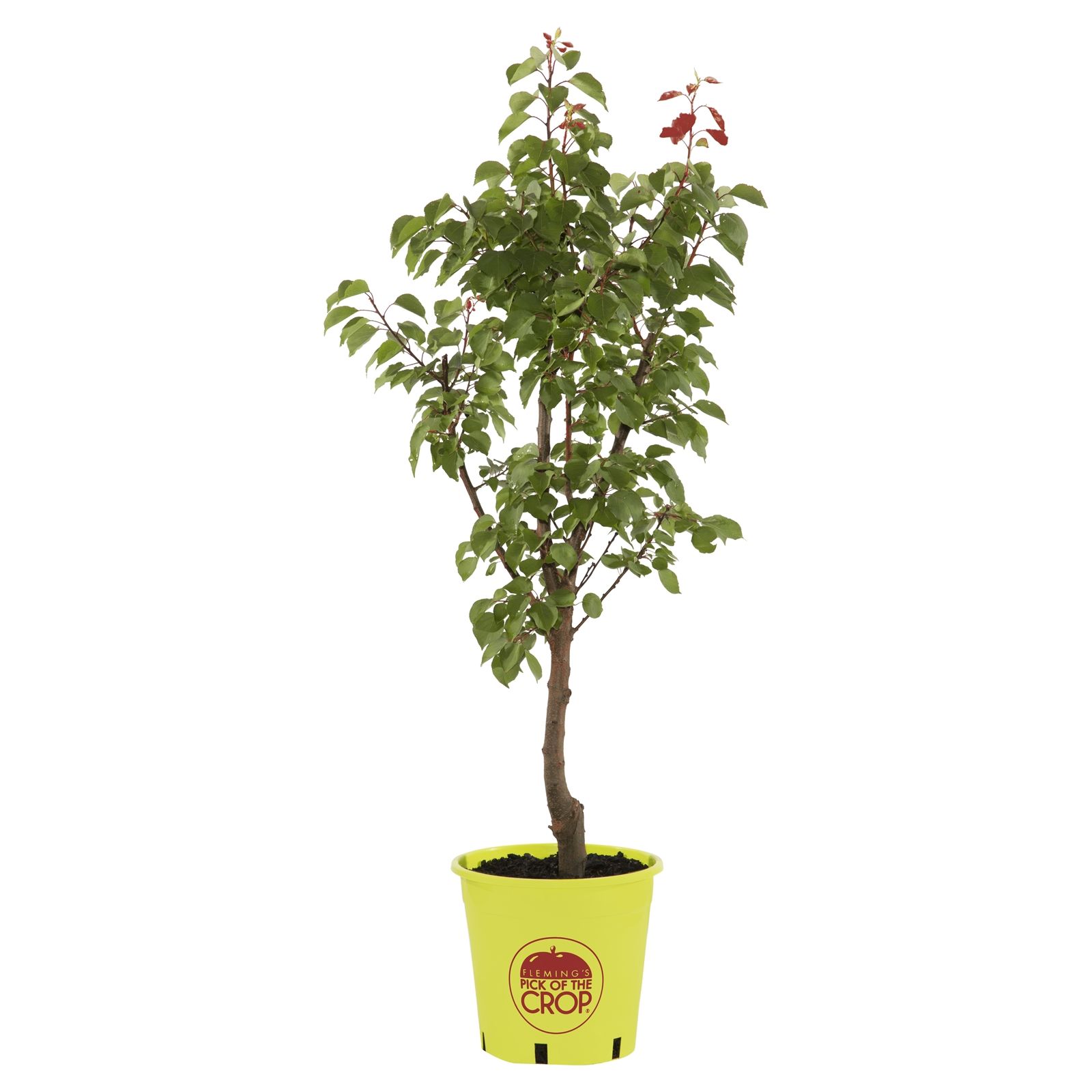 How to plant a fruit tree Bunnings community