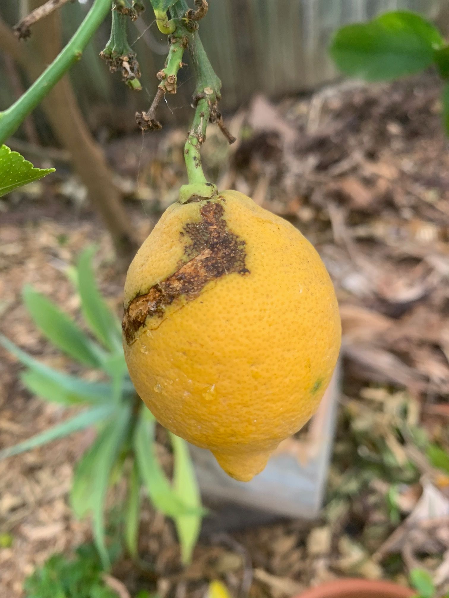 Lemons not ripening and fall off tree Bunnings community