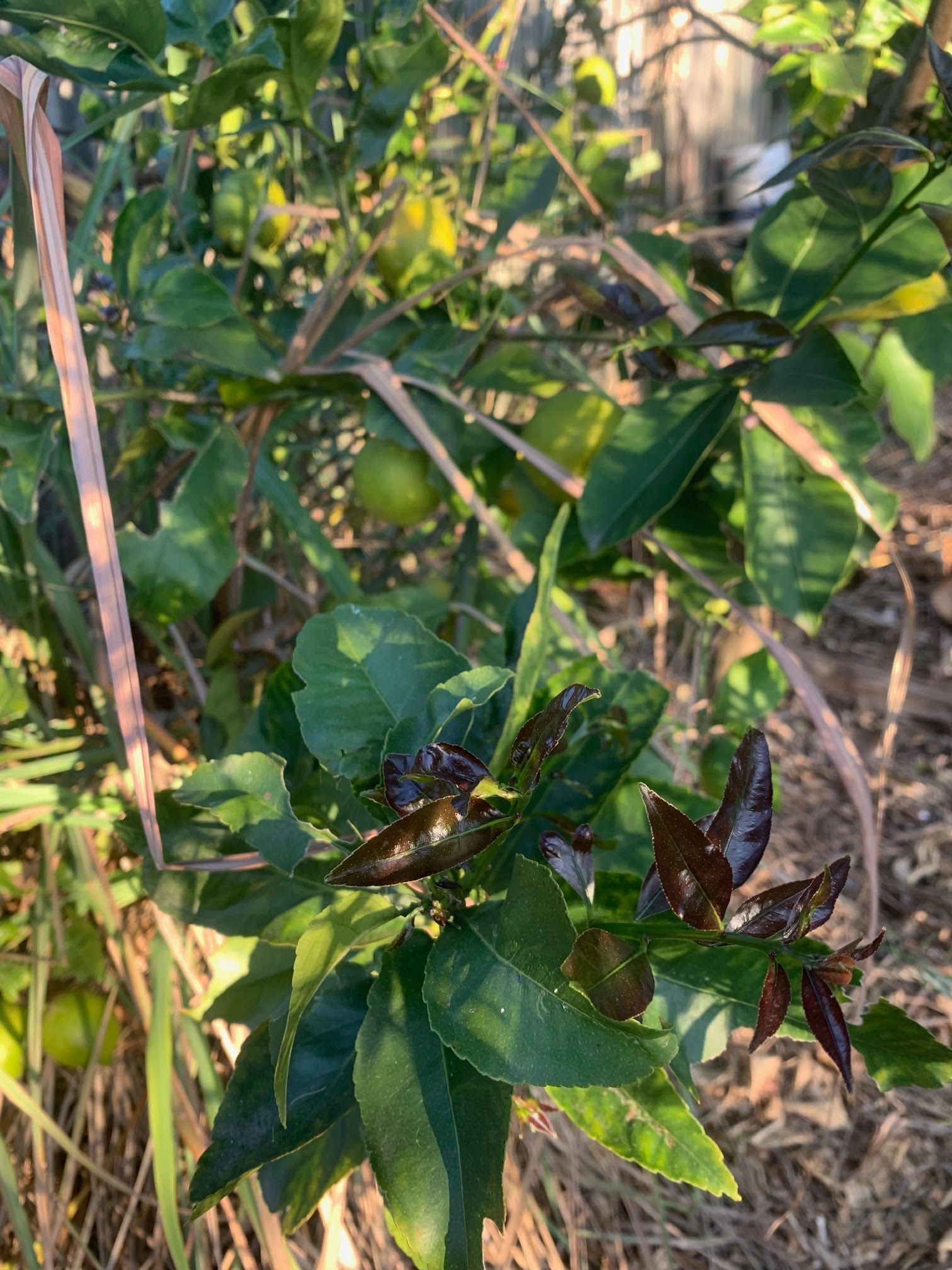 Lemons not ripening and fall off tree Bunnings community