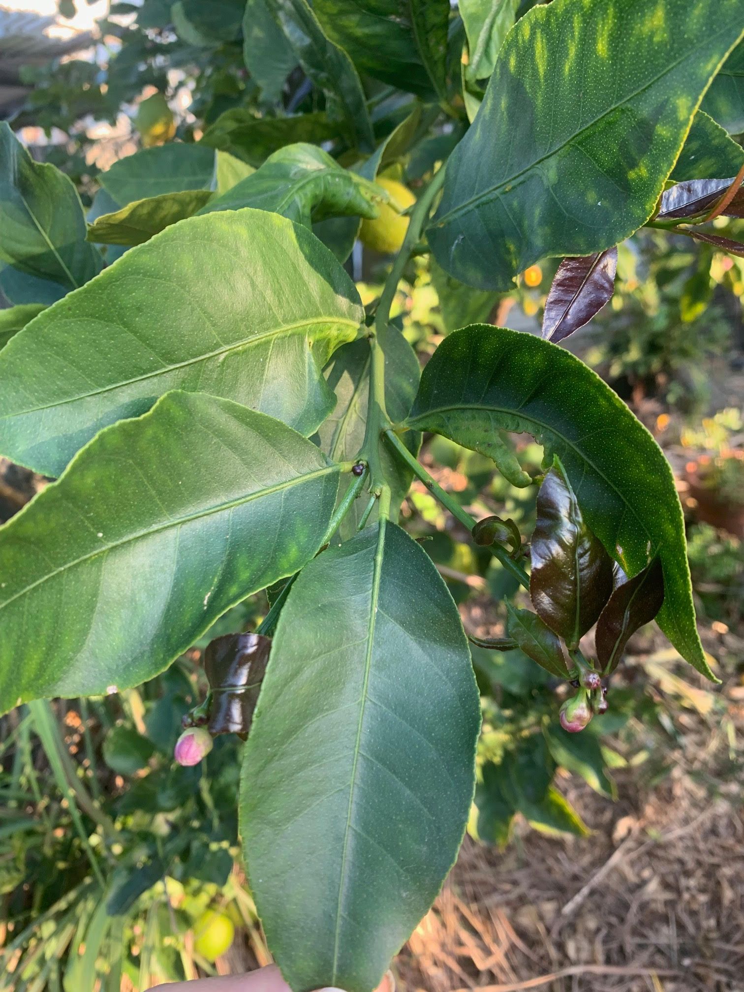 Lemons not ripening and fall off tree Bunnings community
