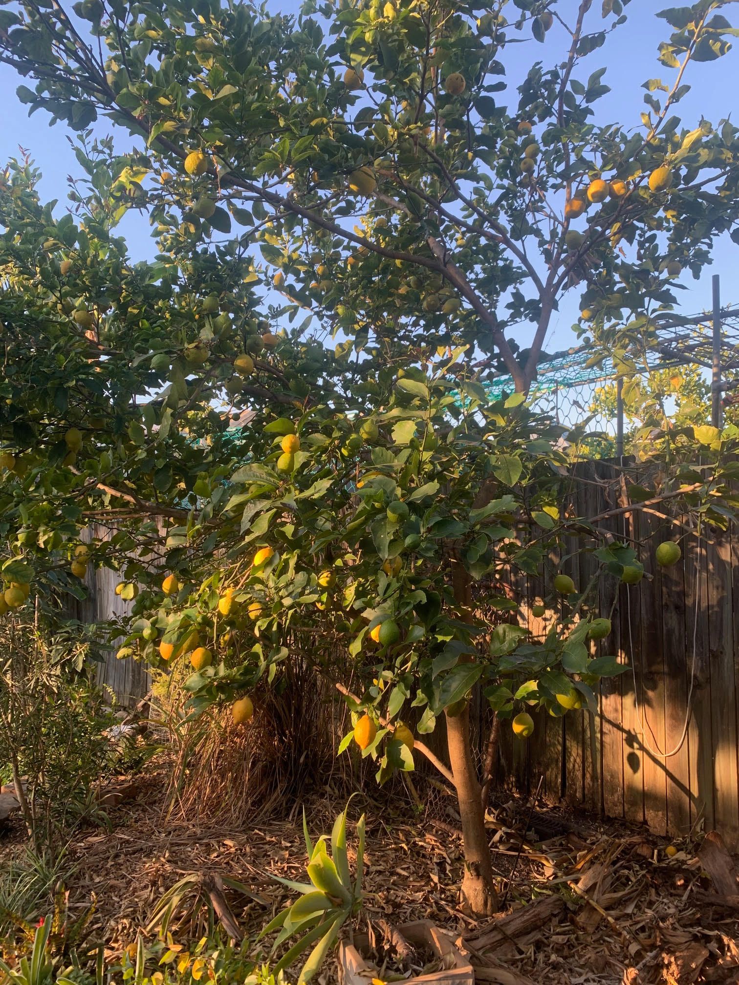 Lemons not ripening and fall off tree Bunnings community
