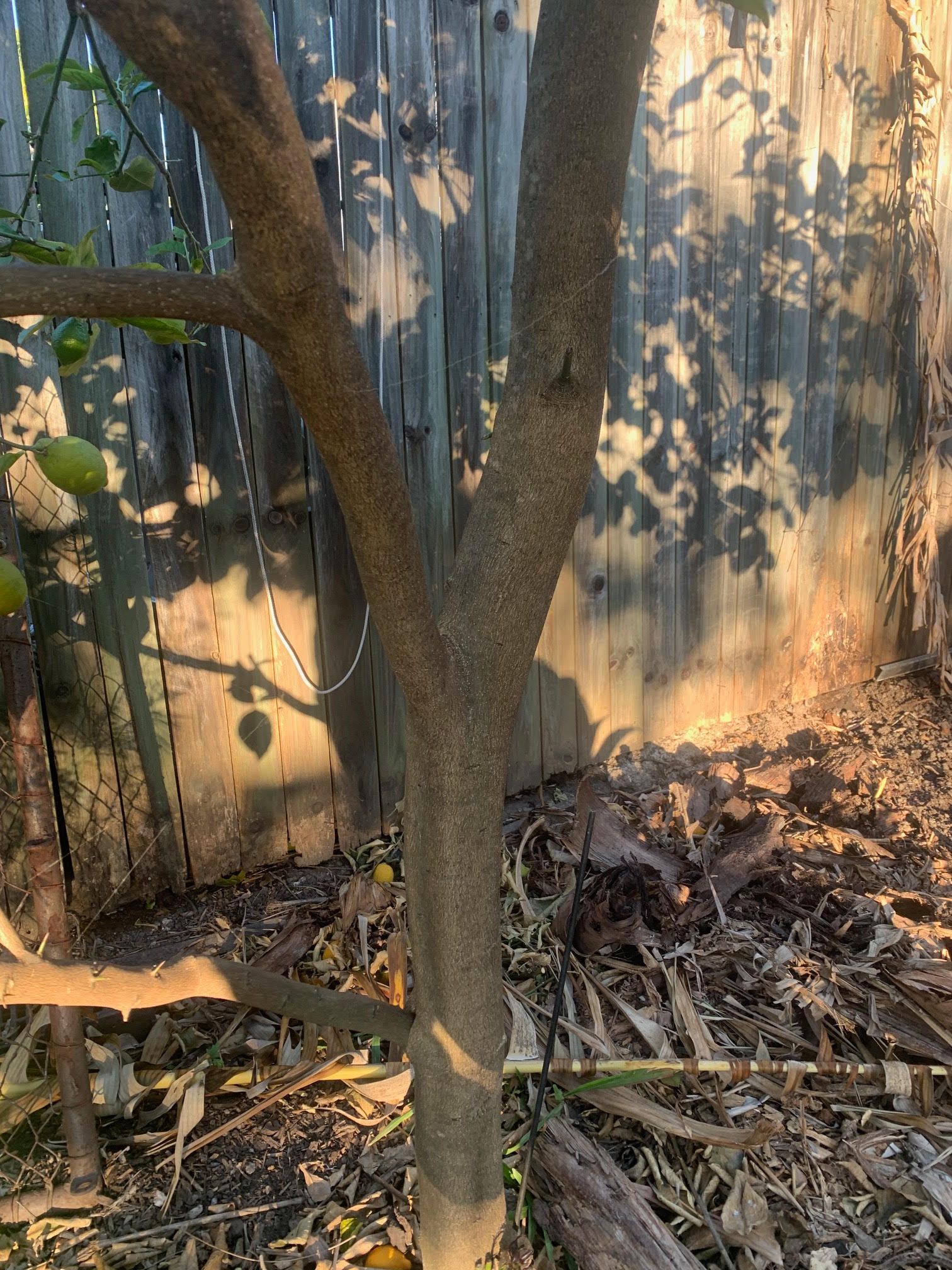 Lemons not ripening and fall off tree Bunnings community