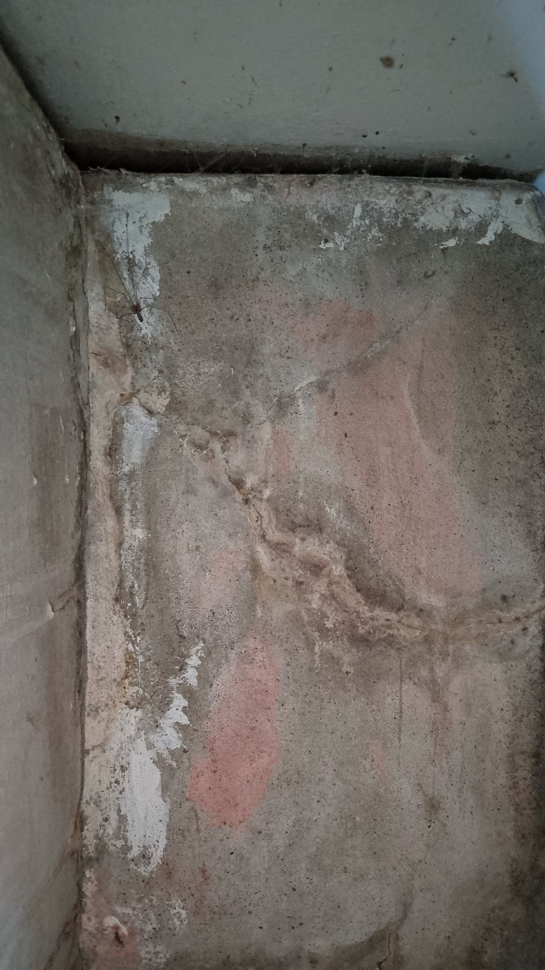 How to repair cracked concrete laundry t... Bunnings community