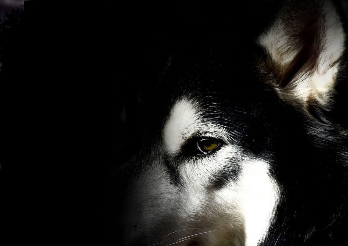 YxkCvAo-husky-wallpaper.jpg