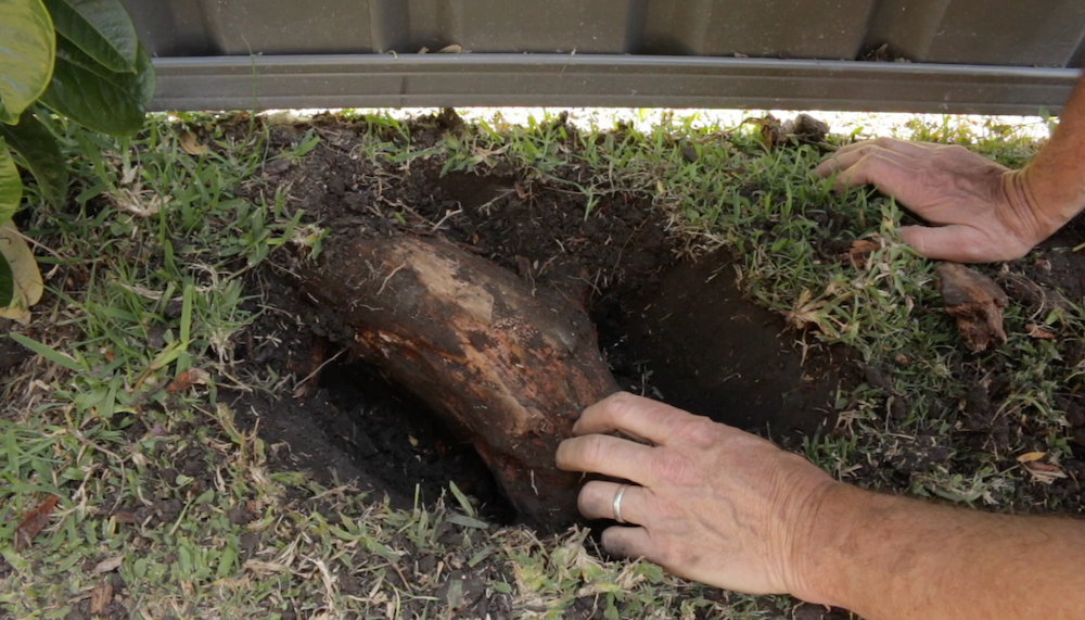New Tree Root.png