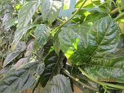 passionfruit leaves oct 2018