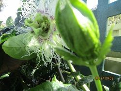 passionfruit flowers and buds oct 2018