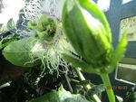 passionfruit flowers and buds oct 2018