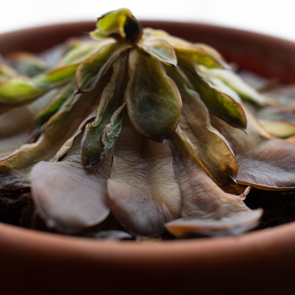 Symptoms of overwatering include plant collapse