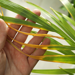 Underwatered plants may turn brown