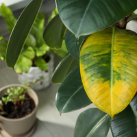Yellowing of leaves may indicate a plant is underfed