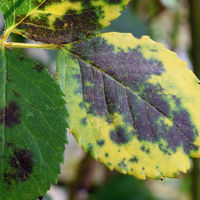 Look out for diseases like black spot on your plants