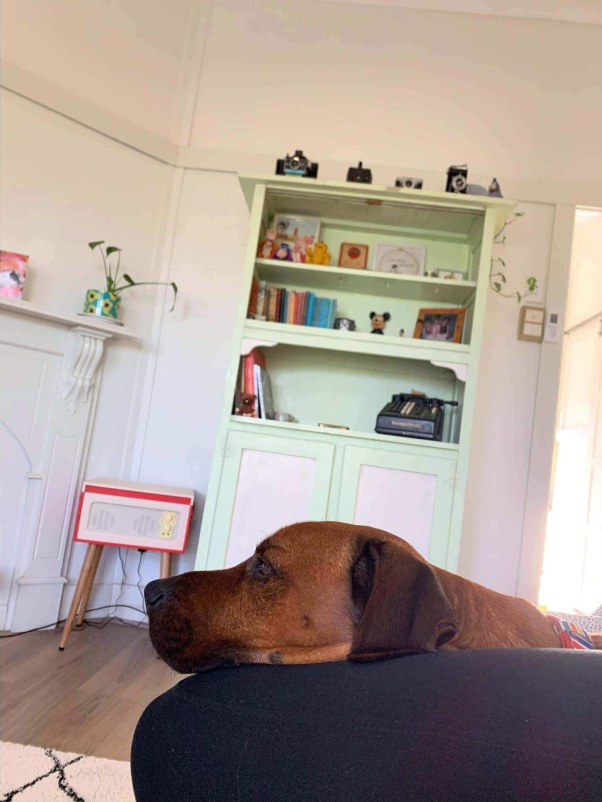 Coloured lounge from a white space Bunnings community