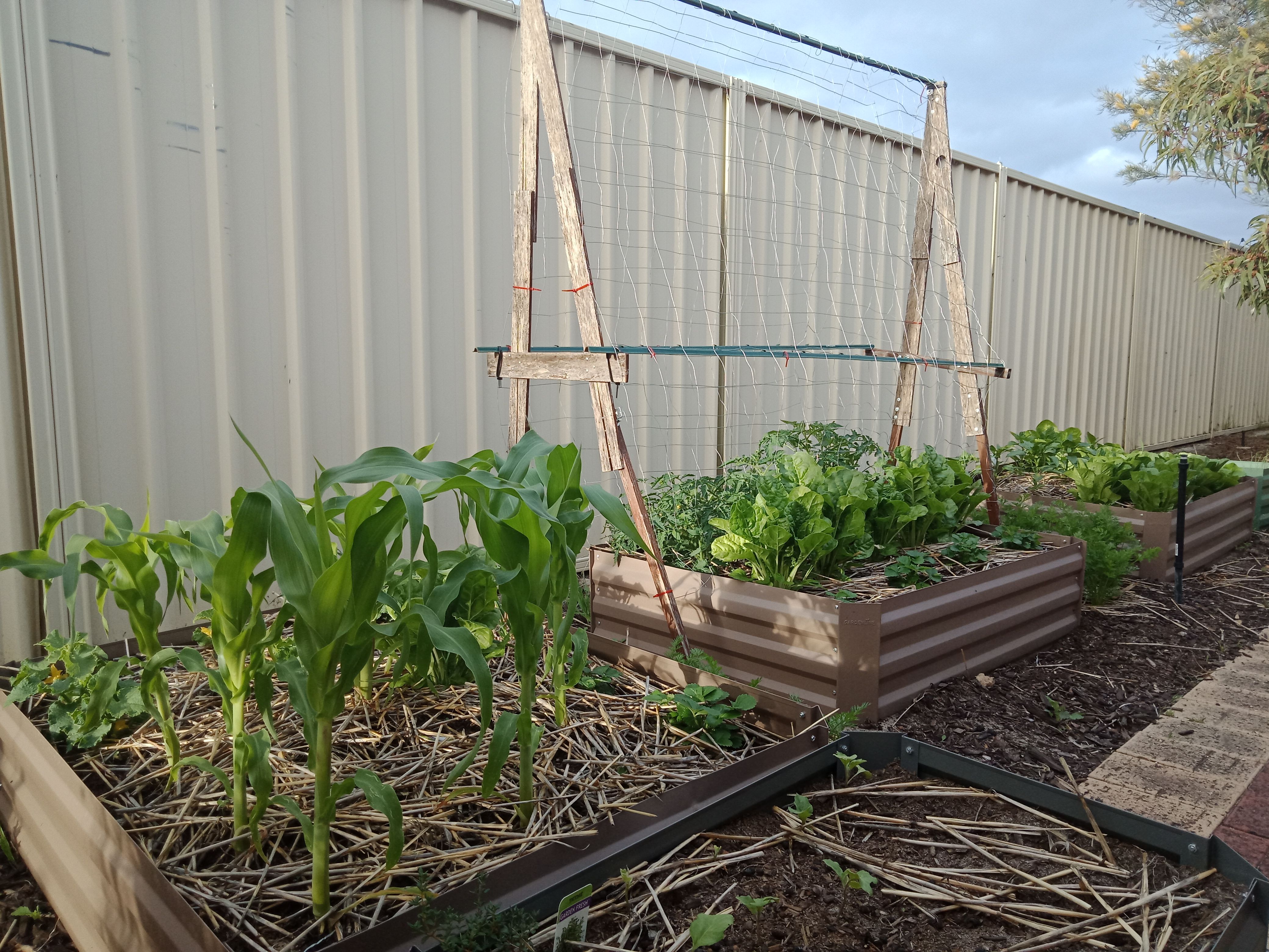 Advice on DIY Chicken Coop Bunnings community