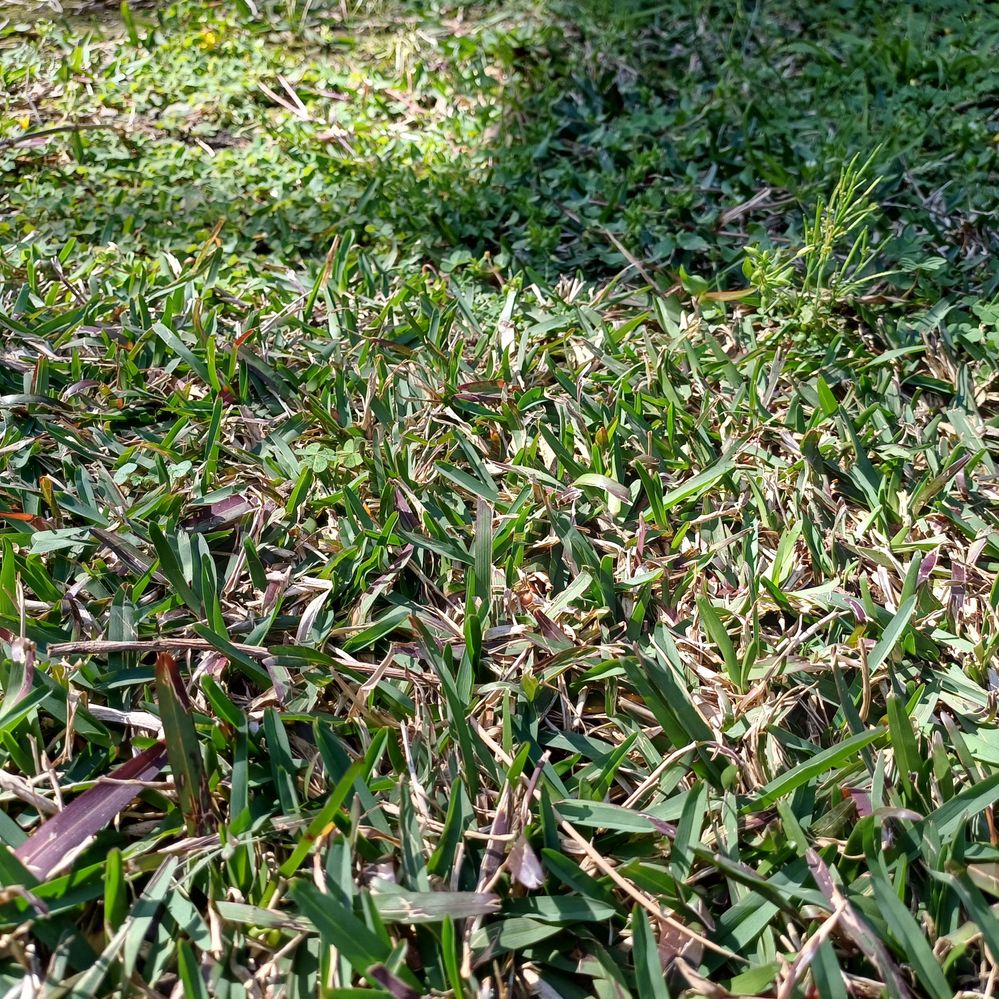 my grass