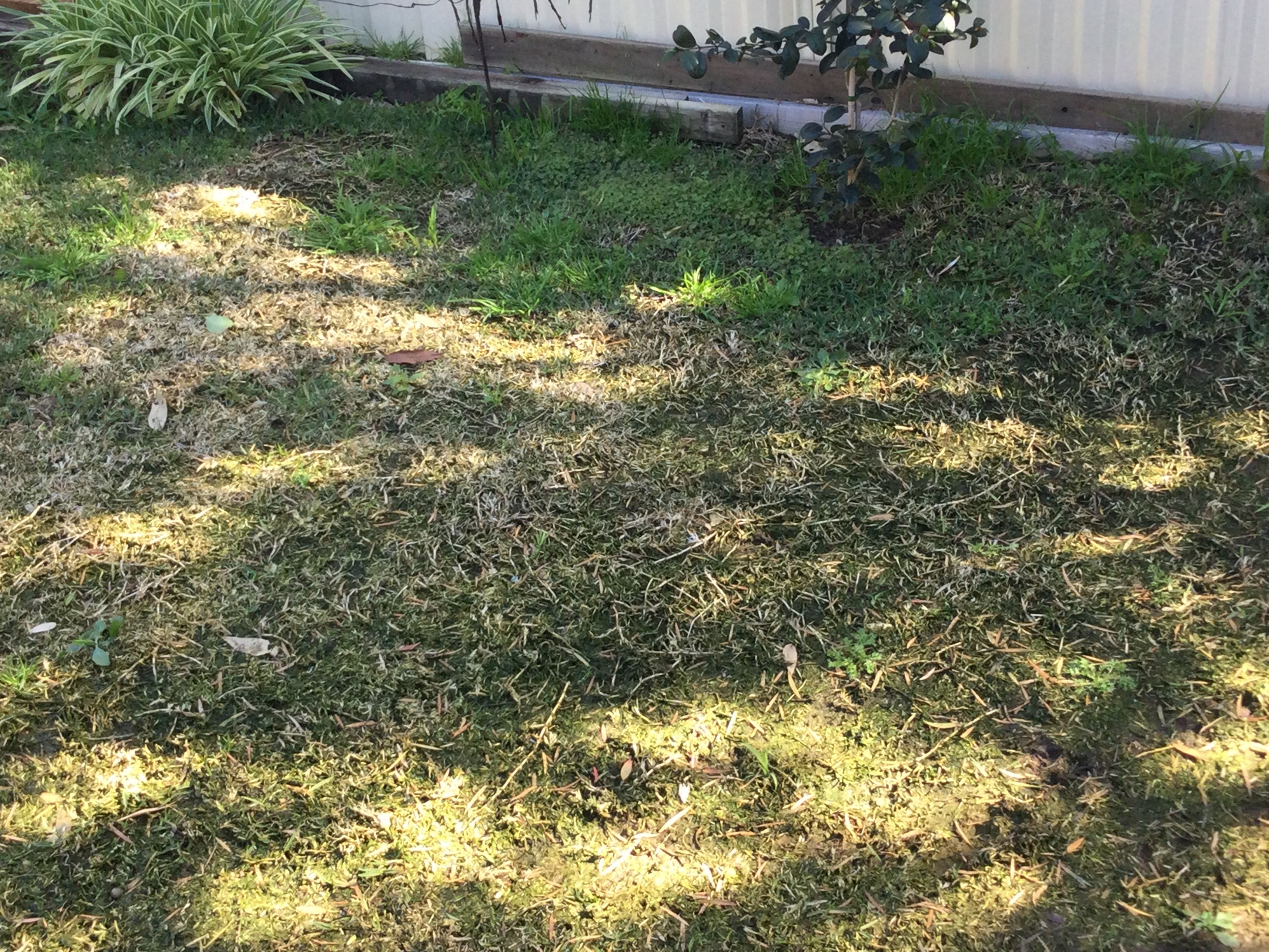 How to repair a soggy lawn? Bunnings community