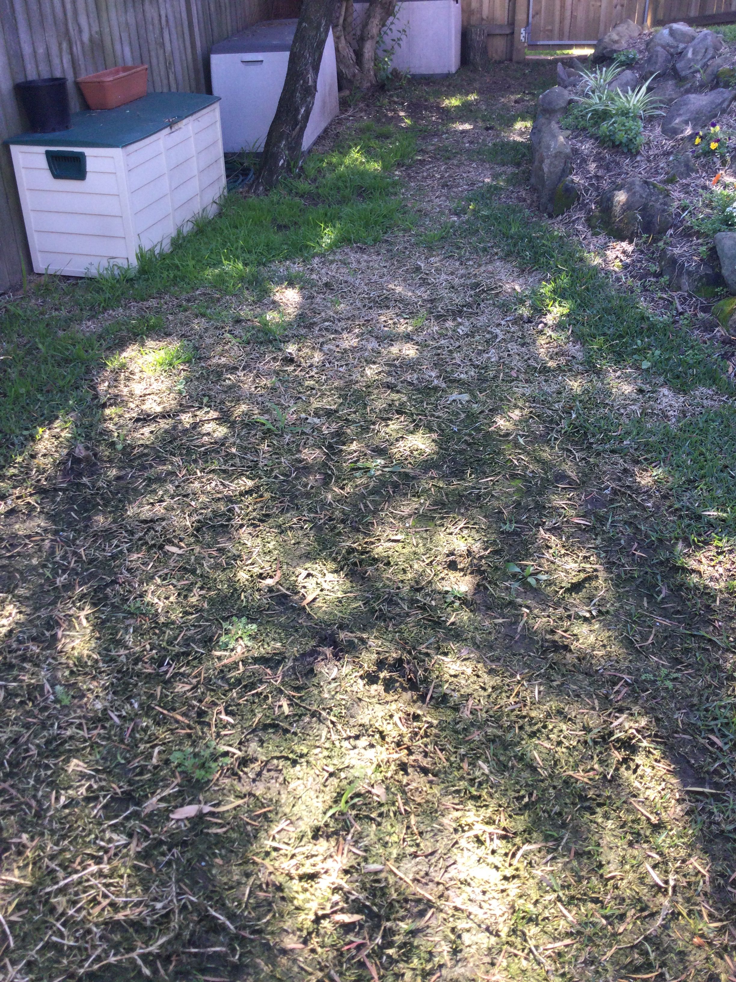 How to repair a soggy lawn? Bunnings community