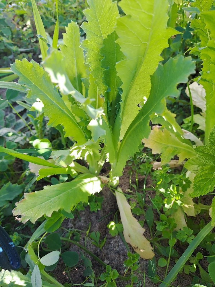 looks like wild lettuce, has spikes on back but no central stalk and no white latex sap, clear sap