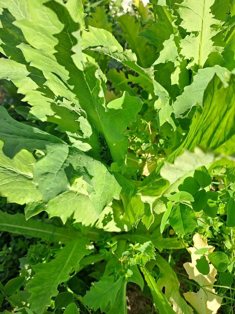 looks like wild lettuce, has spikes on back but no central stalk and no white latex sap, clear sap
