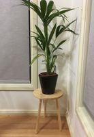 Plant stool