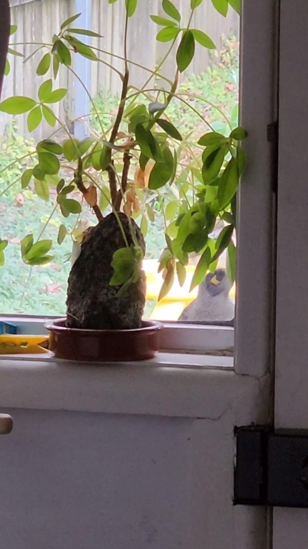 What is an effective bird repellent or s... Bunnings community