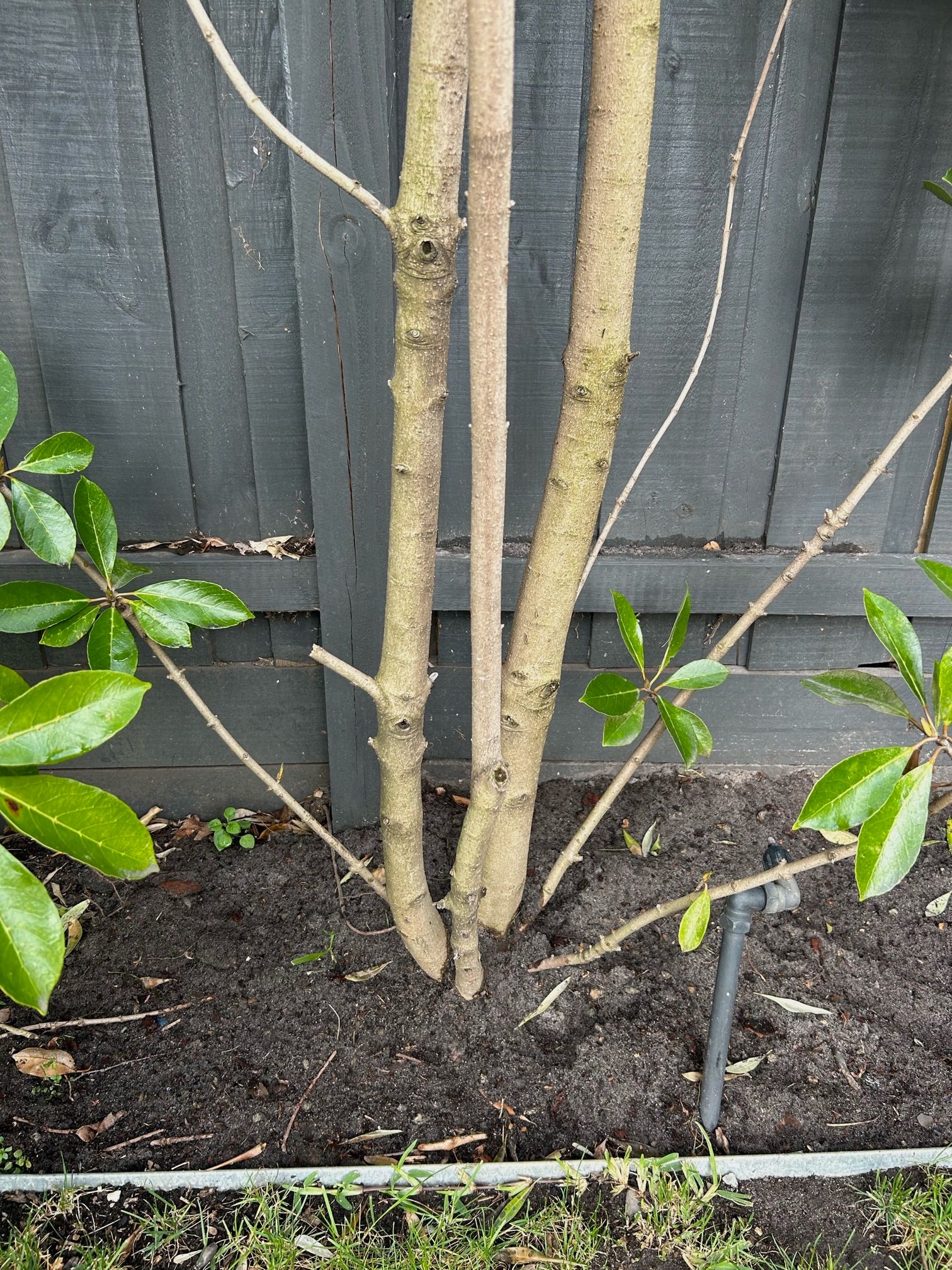 How to treat disease on hedging plant? Bunnings community