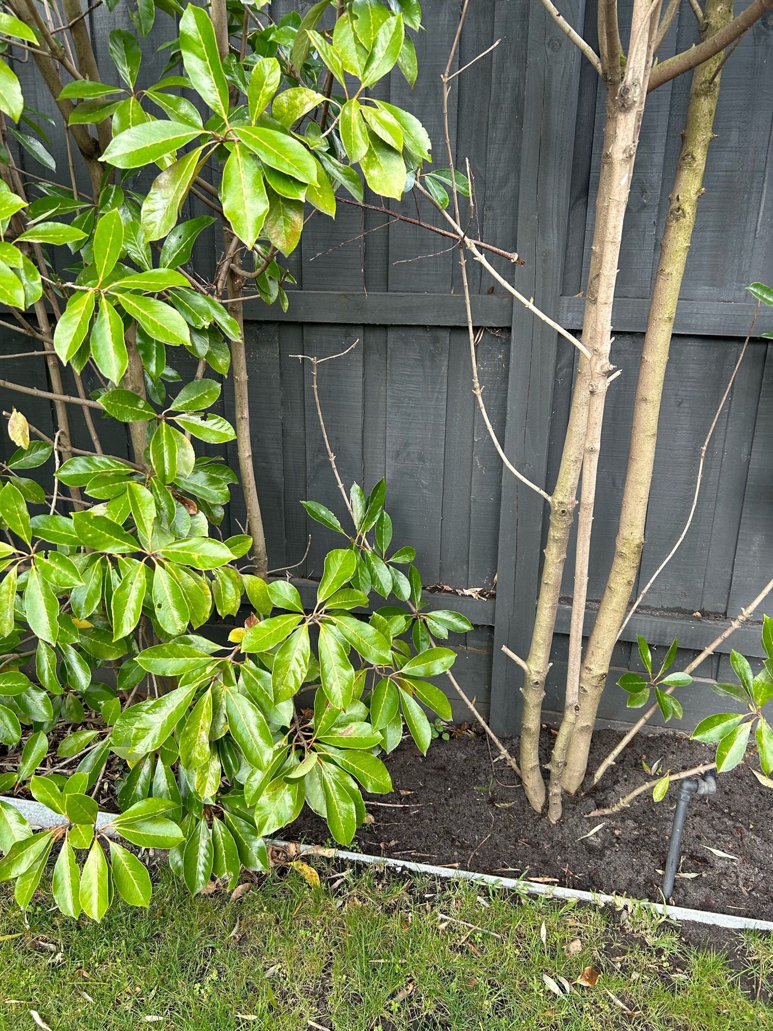 How to treat disease on hedging plant? Bunnings community