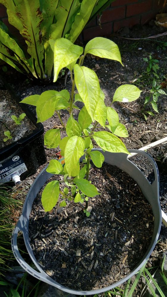 Manzano Orange Chillie