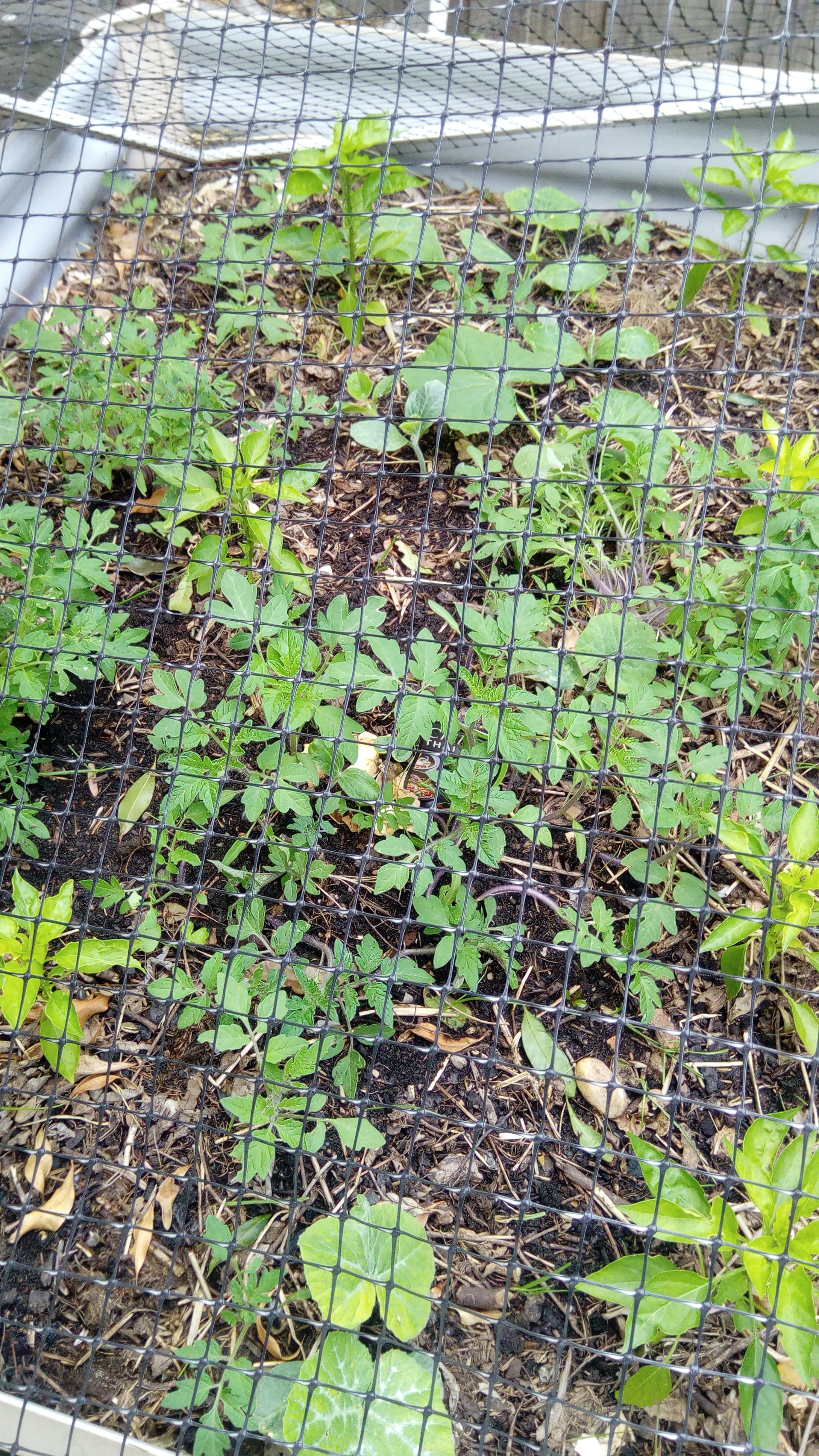 Solved Re Growing and caring for chilli plants Page 10 Bunnings