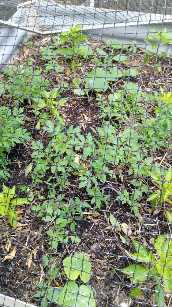 Thai Chillies with the self sown from the compost