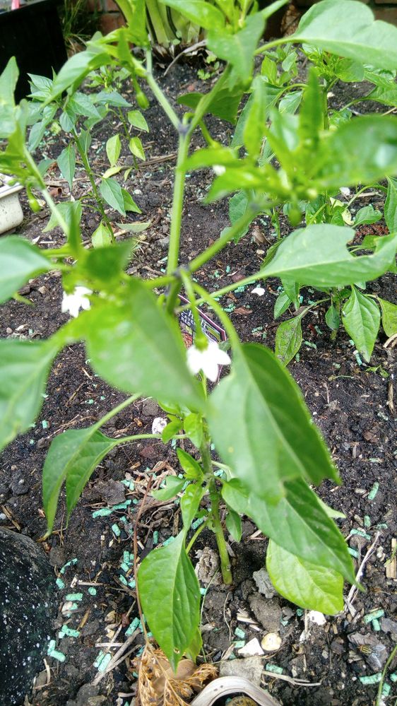 Cayenne (bought this season)
