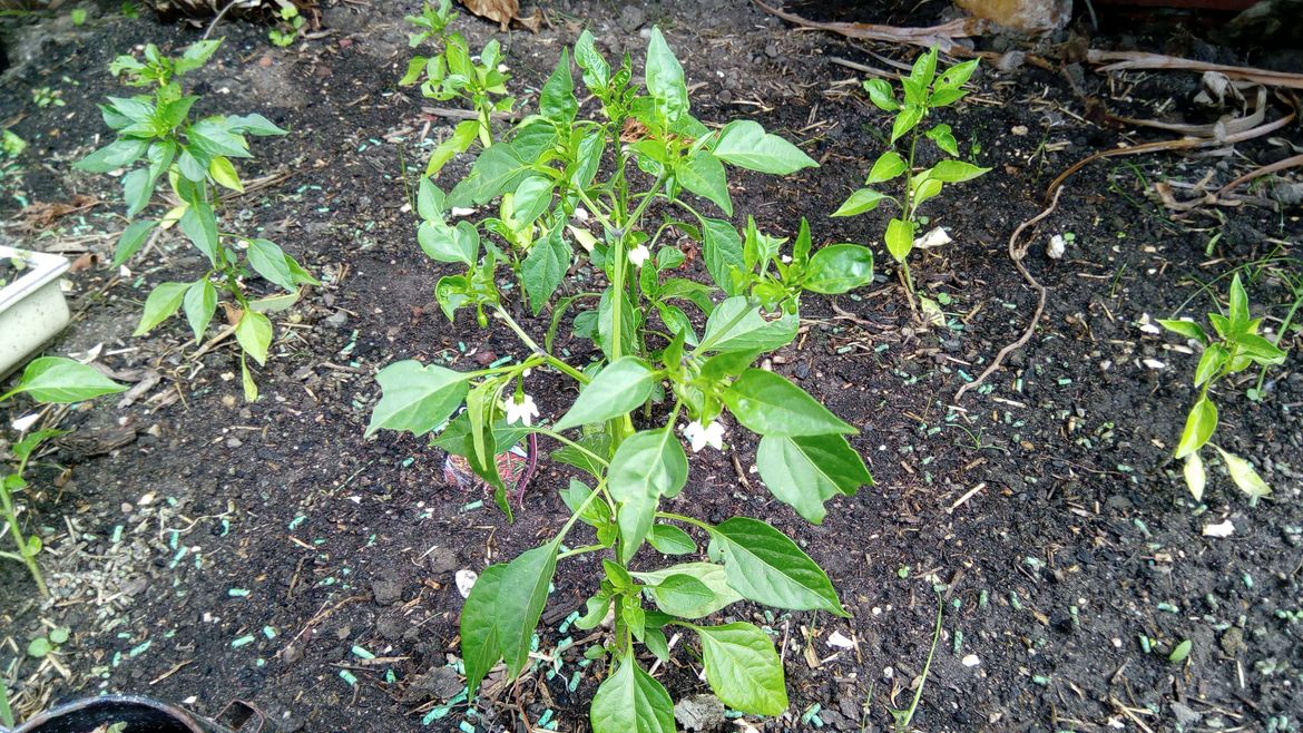 More Cayenne Chillies