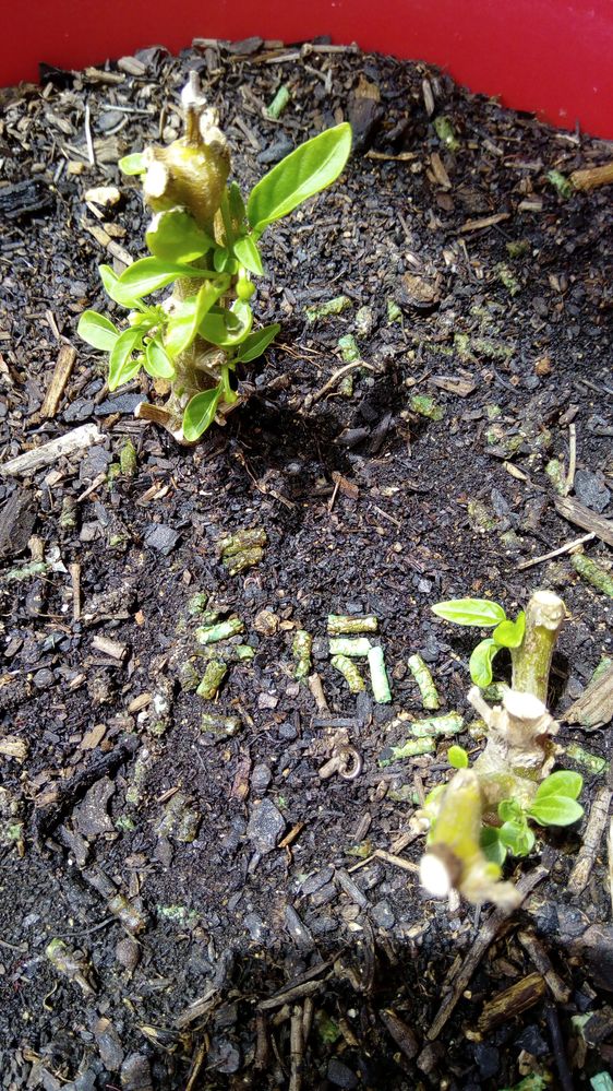 Nellie Kellies over wintered again