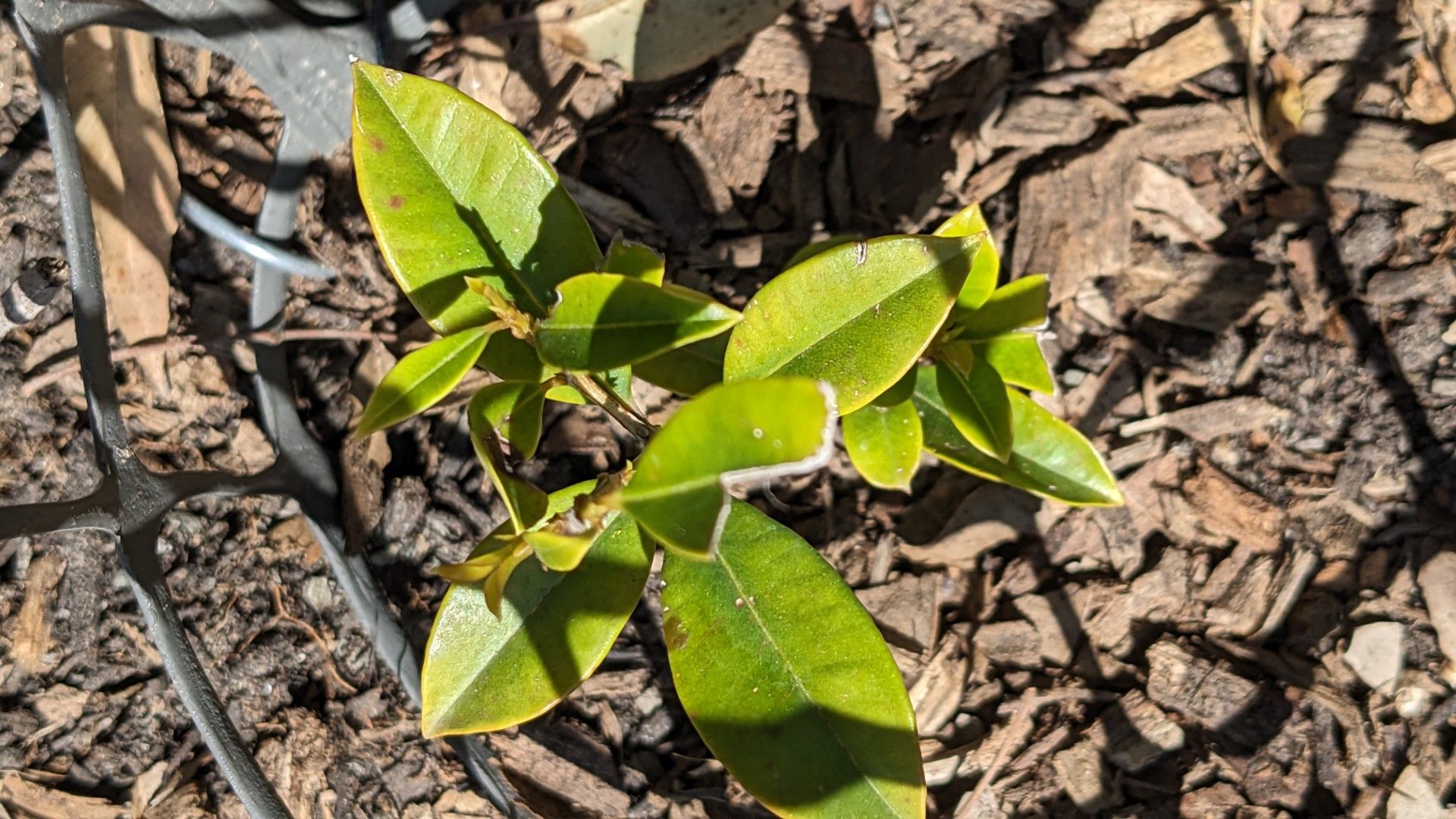 How to stop lilly pillies dying? Bunnings community
