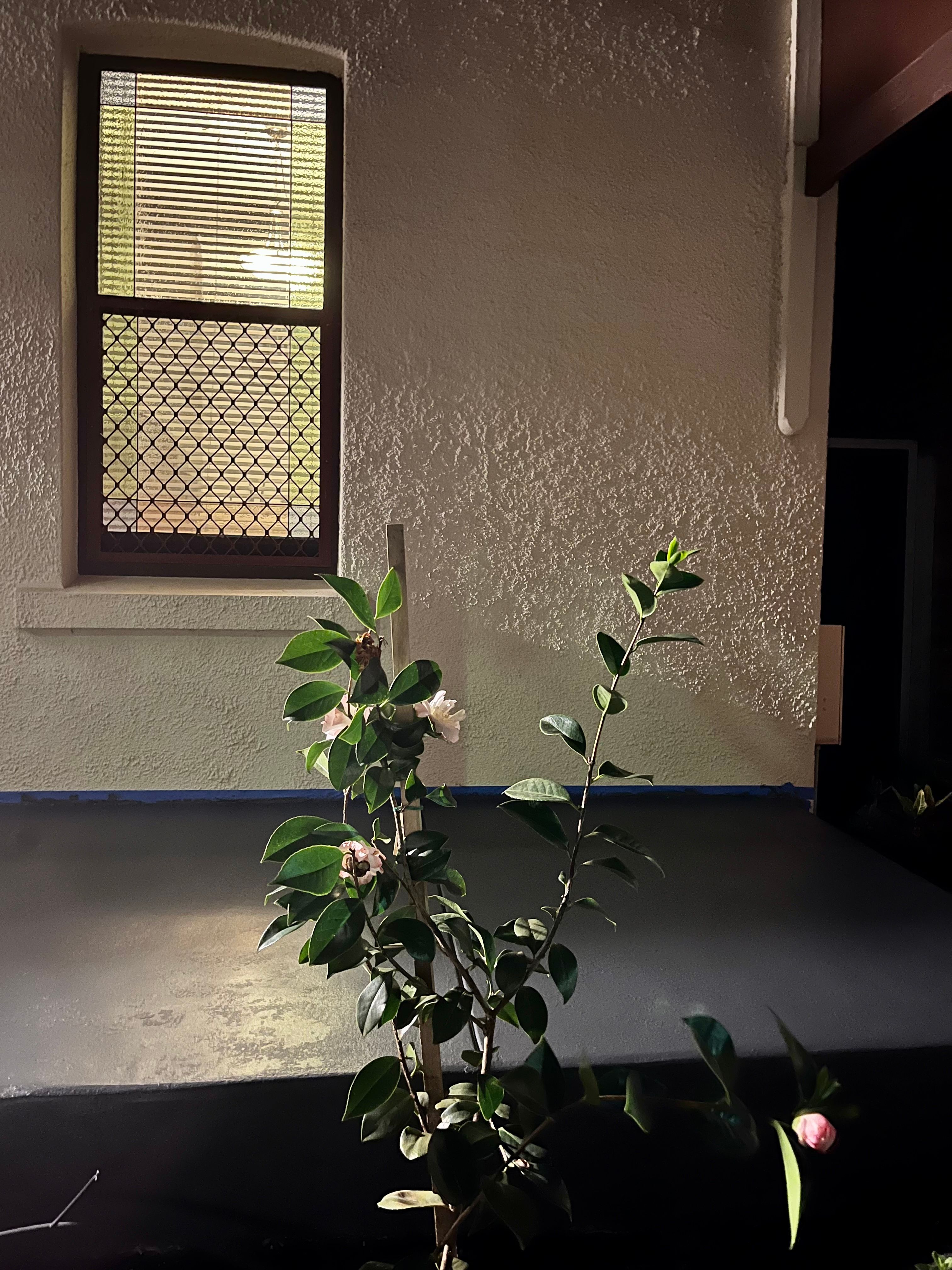 How to repaint concrete porch? Bunnings community