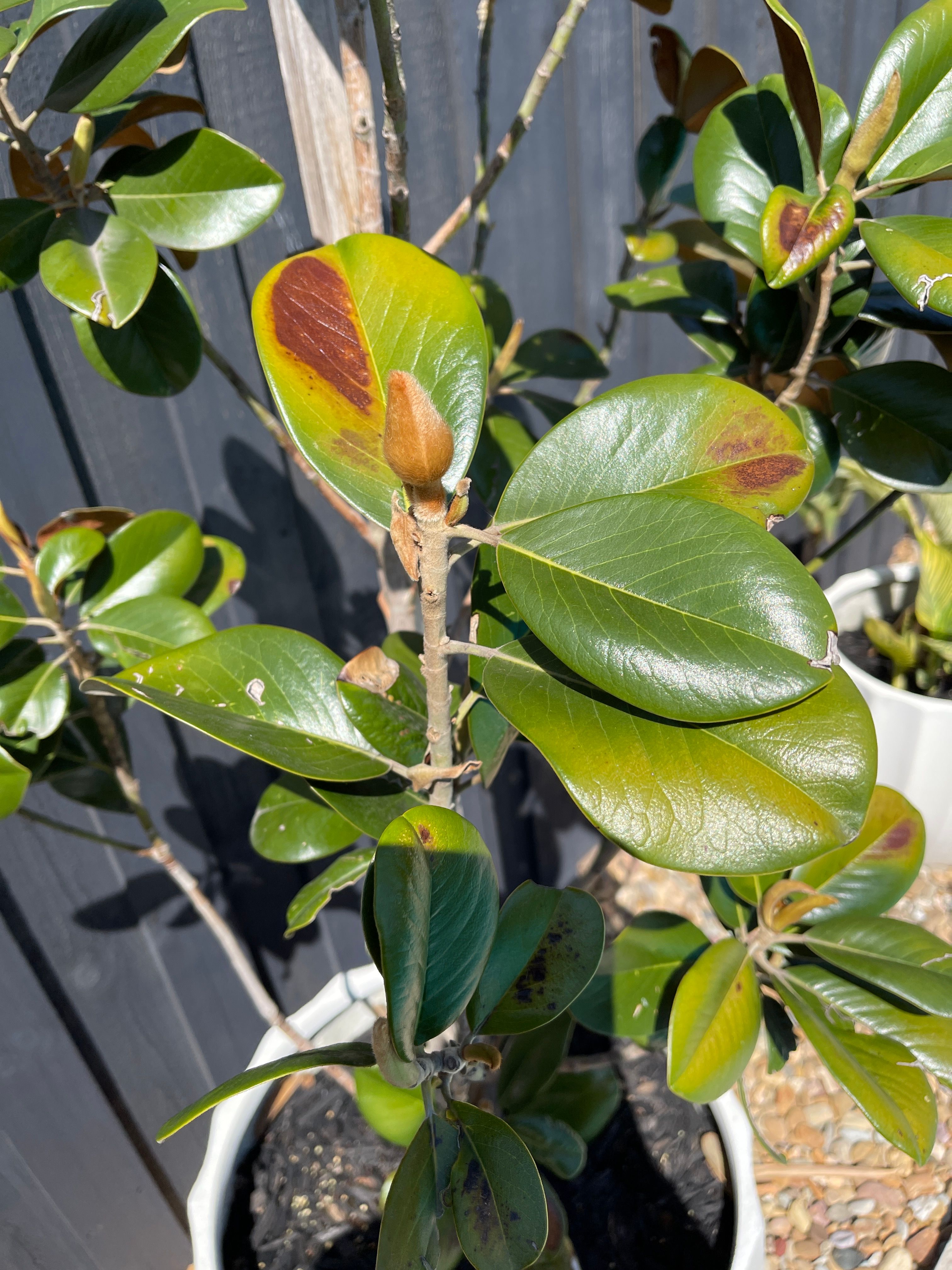 How to treat brown spot on my magnolias? Bunnings community