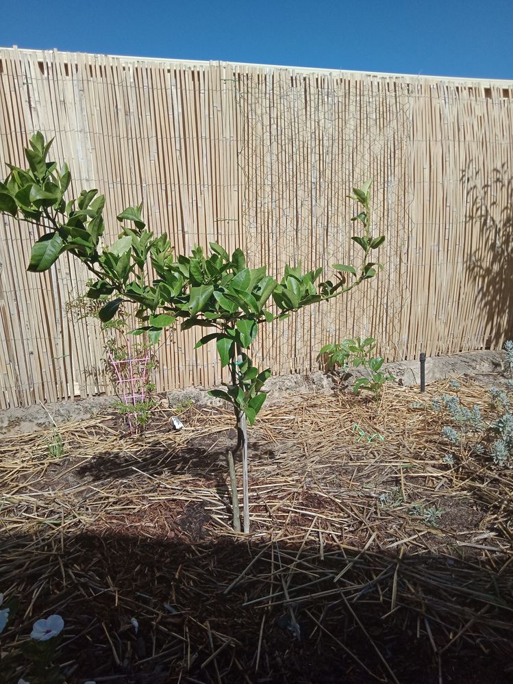 Lemon Tree & Passionfruit