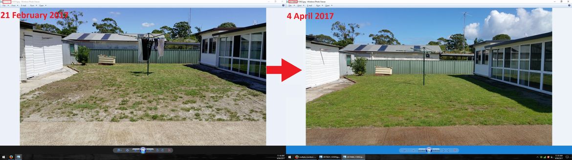 Trying to get the lawn looking respectable