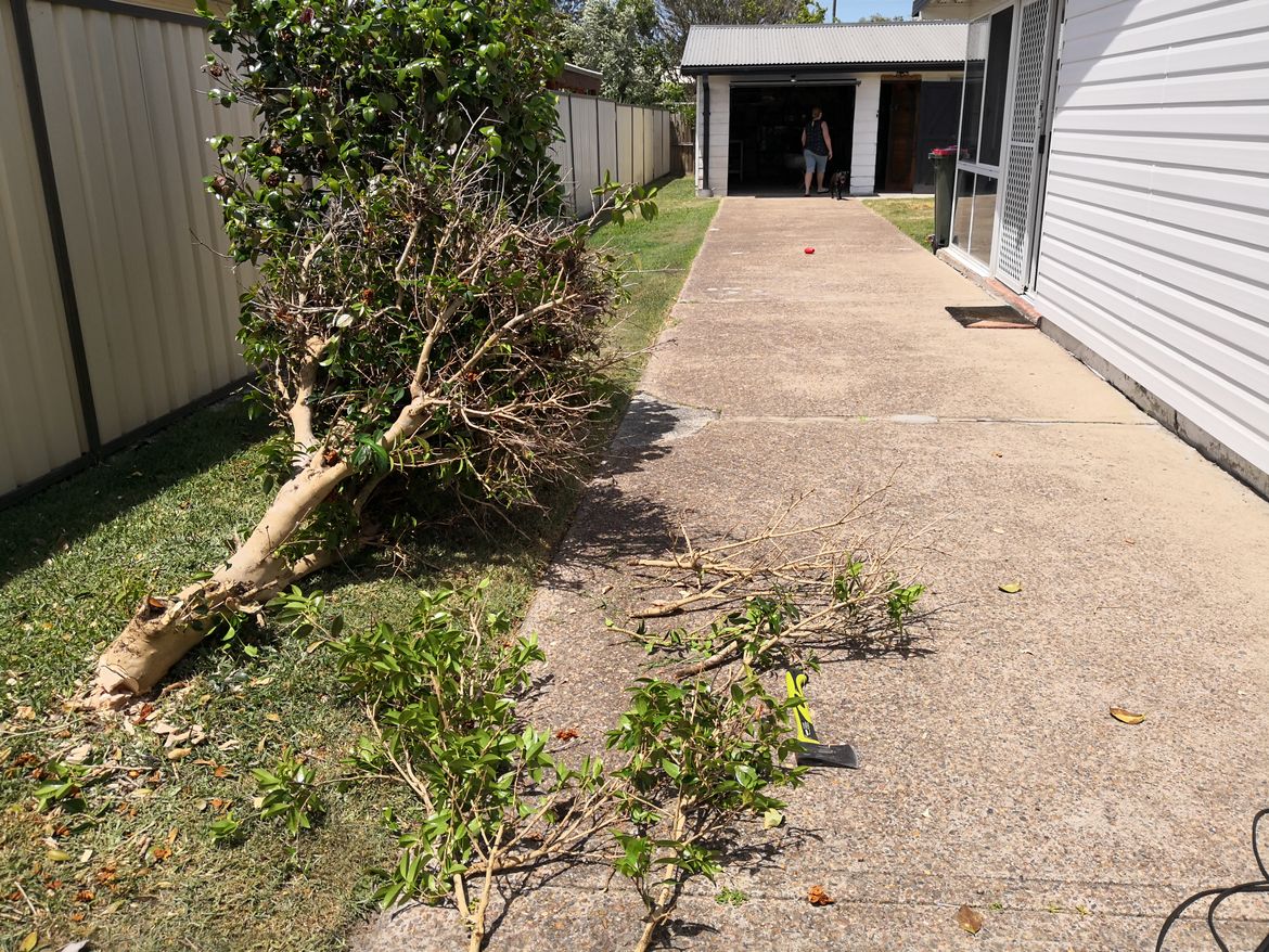Had alot of heavy pruning lately as my boy got his first car so making a parking spot