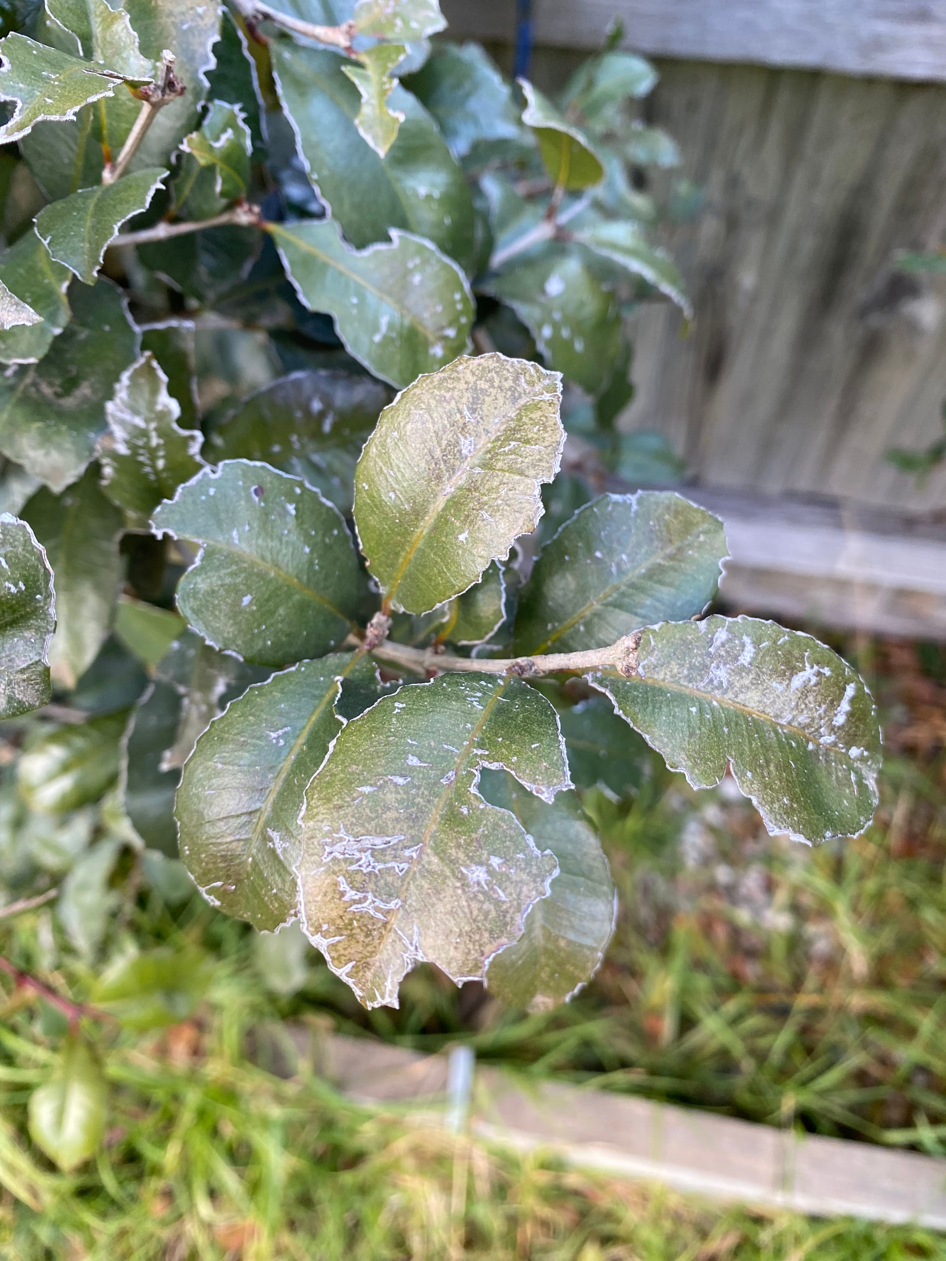 Solved What’s eating my Lily Pilly plant? Bunnings community