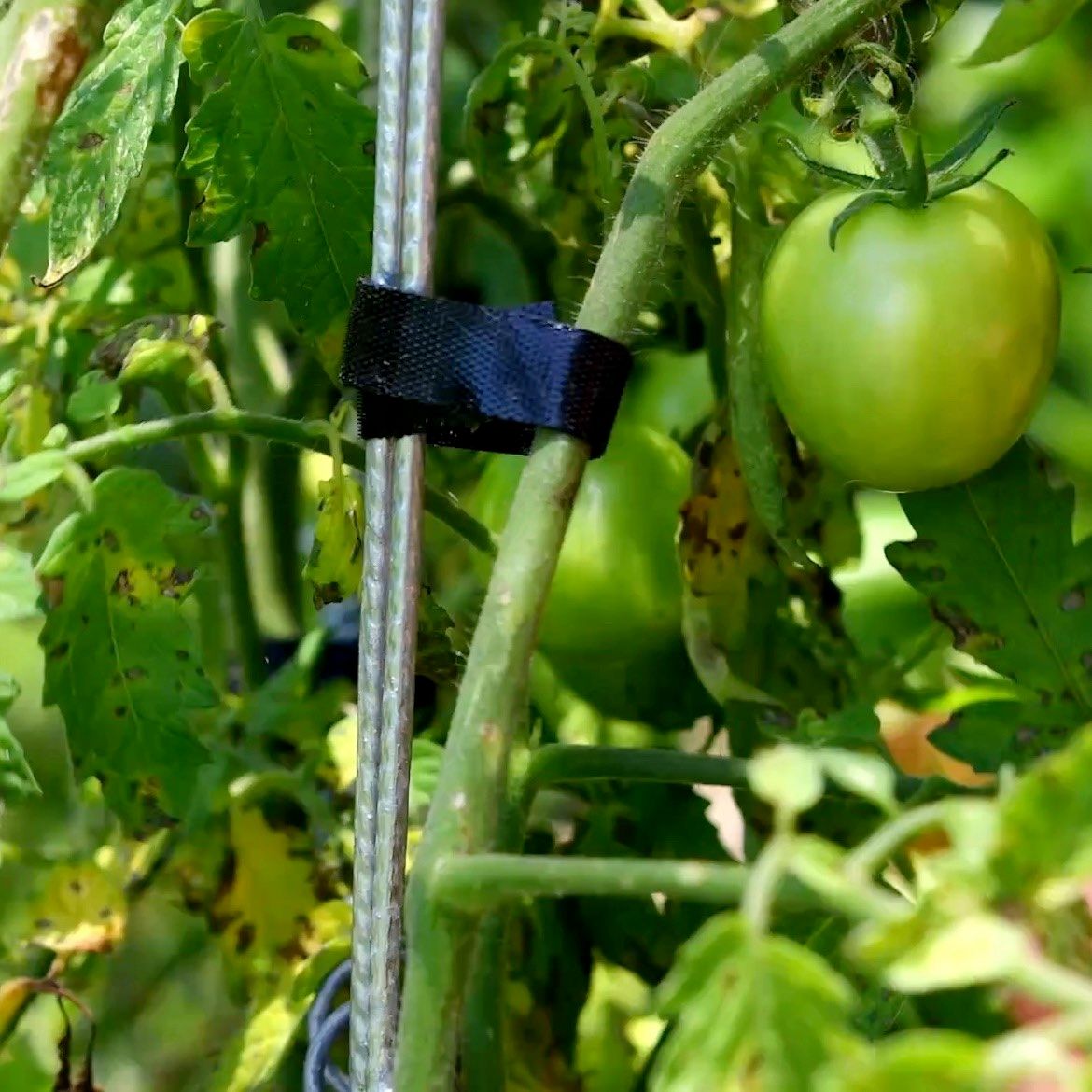 How to grow tomatoes from seed to harves... Bunnings community