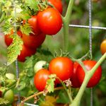 8.1. Enjoy your harvest.jpg