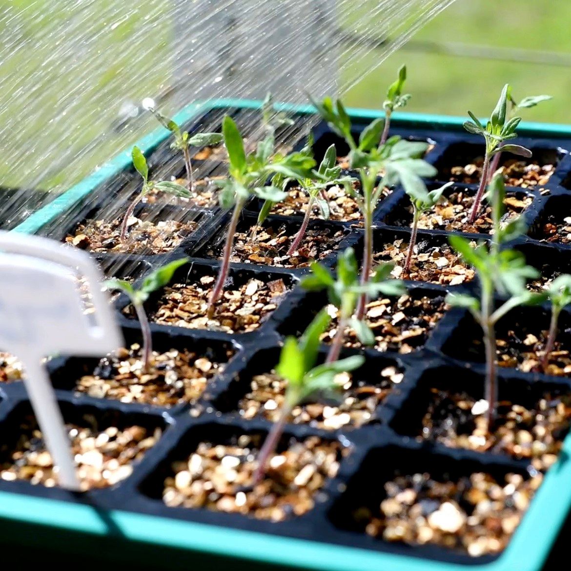 How to grow tomatoes from seed to harves... Bunnings community