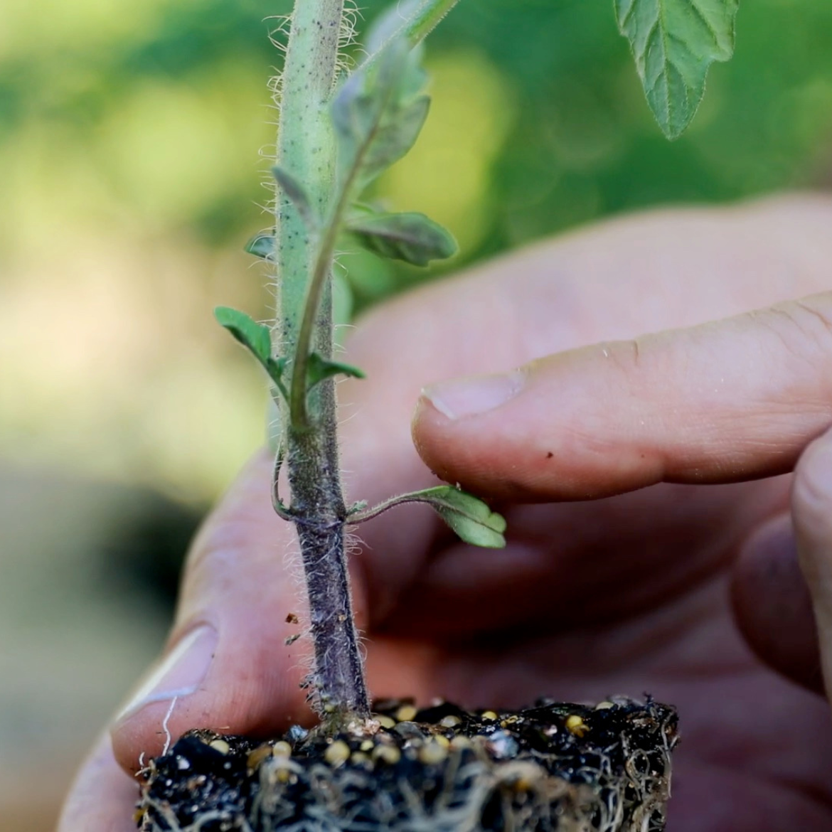 How to grow tomatoes from seed to harves... Bunnings community