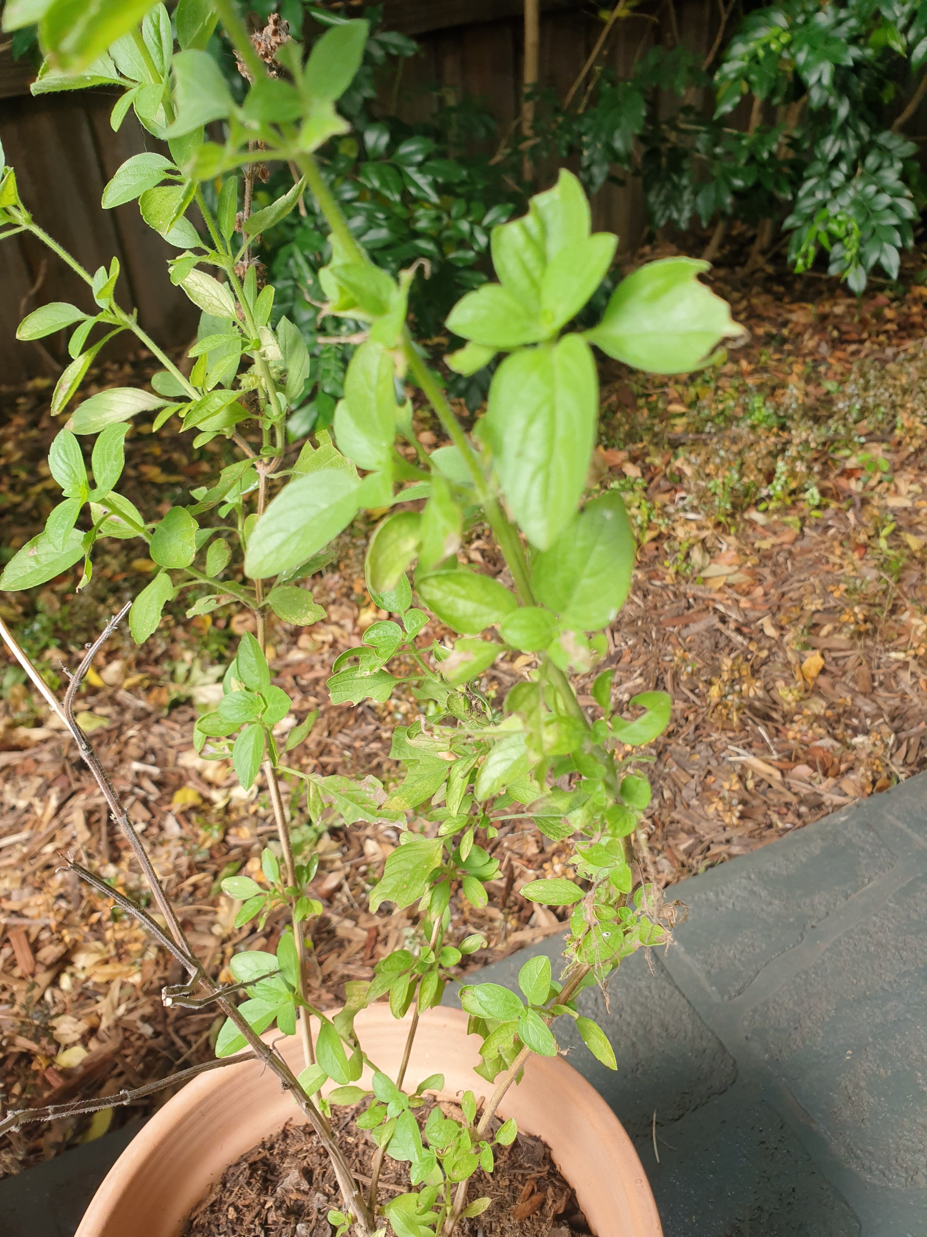 How to protect holy basil plant leaves f... Bunnings community