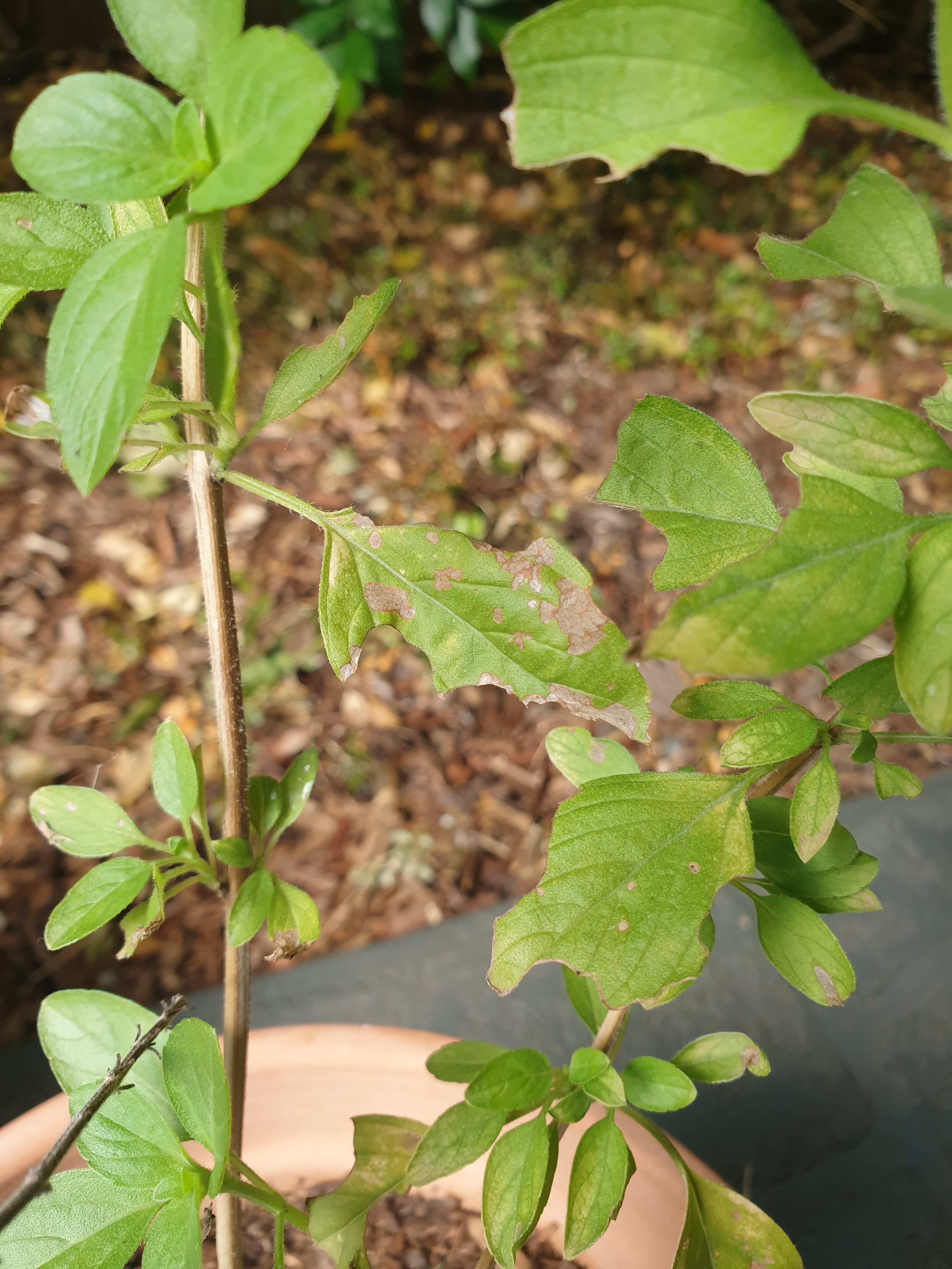 How to protect holy basil plant leaves f... Bunnings community
