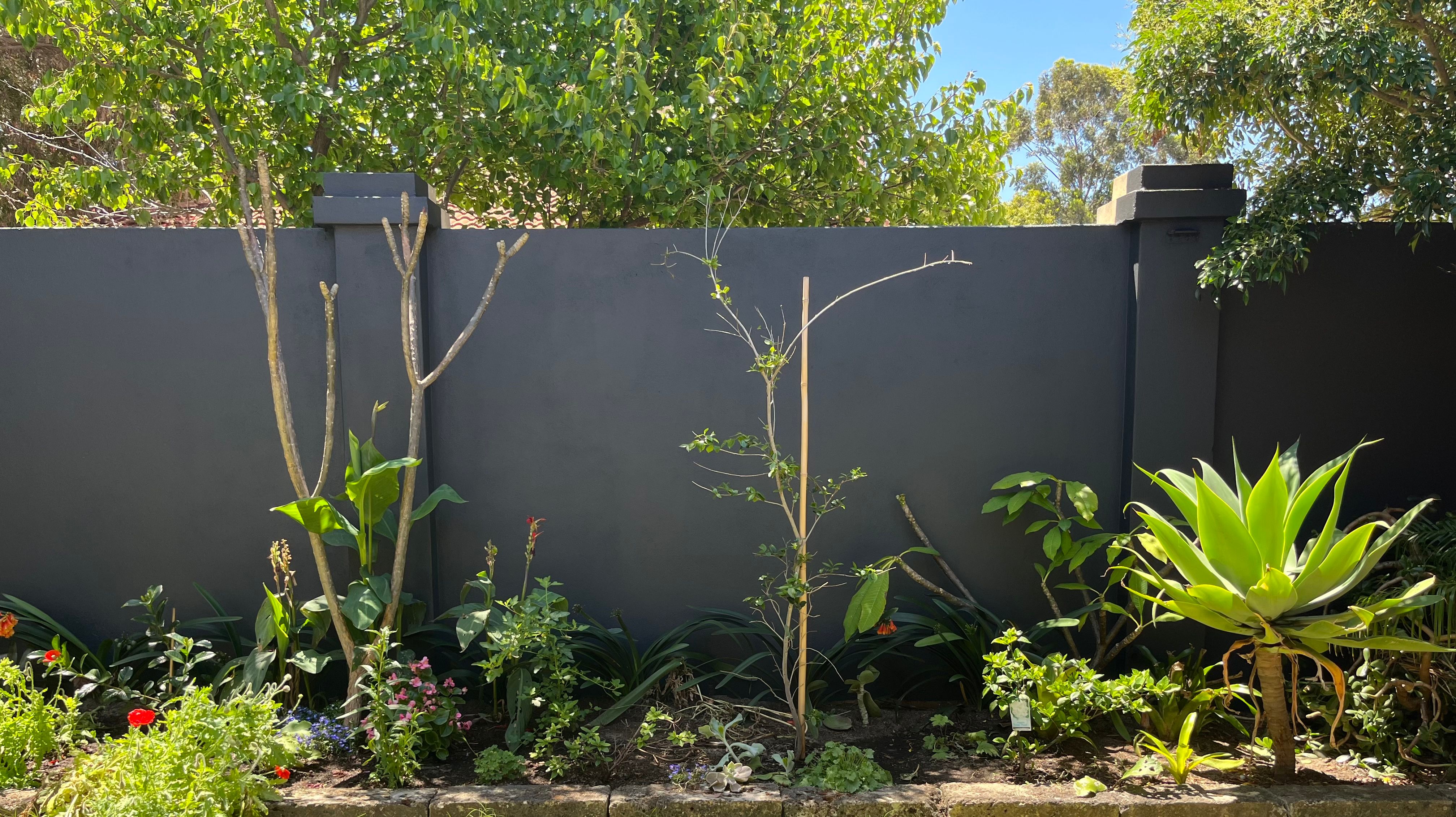 How to paint exterior rendered fence? Bunnings community