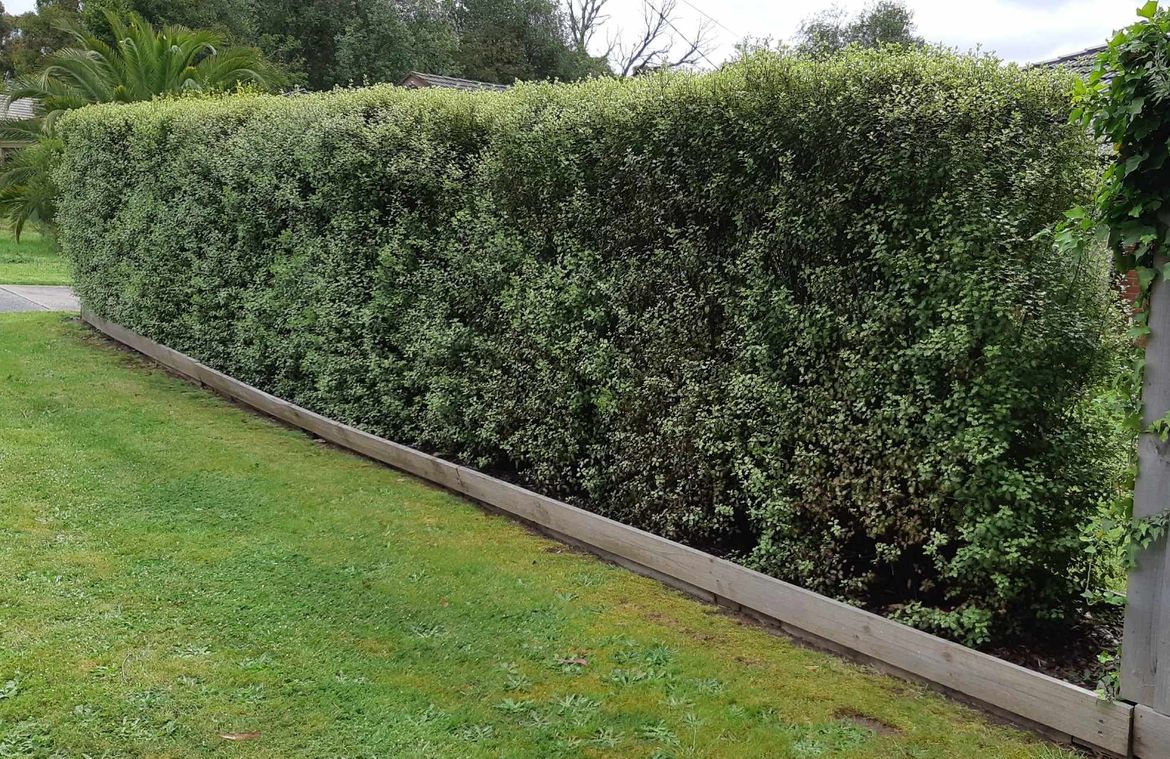 Hedge, Showing signs of leave/plant issues on right hand side.